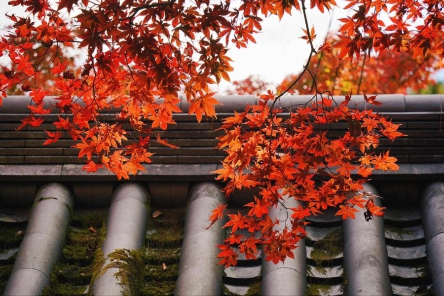 202511041051-4941658068.jpg 微信图片_2025-11-04_102635_514.jpg