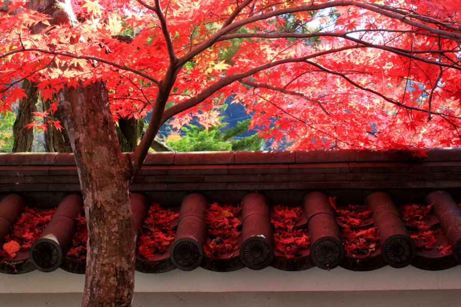 202511041512-3704030213.png 院内.png