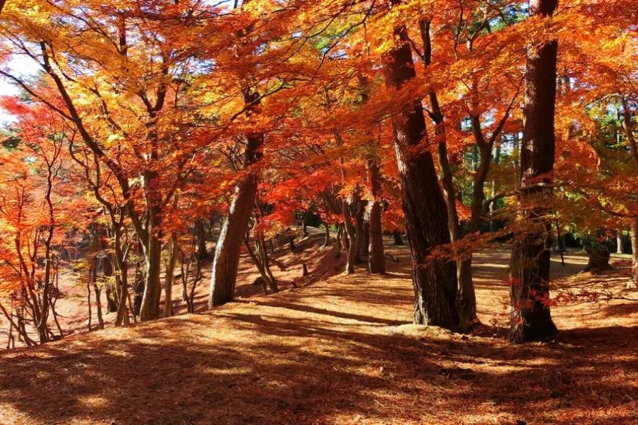 202511041518-8700941906.jpg 修善寺自然公園.jpg