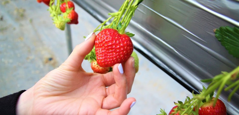 202511050921-1989054875.jpg 草莓園2.jpg