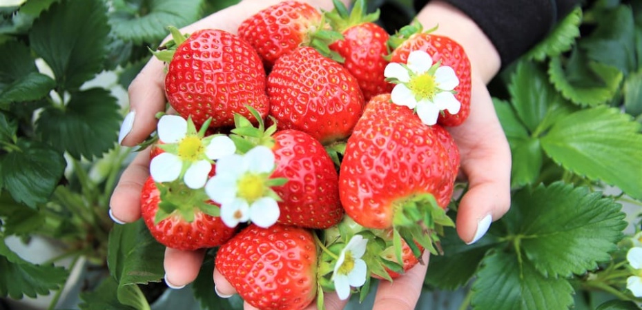 202511050932-7115086076.jpg 草莓園1.jpg