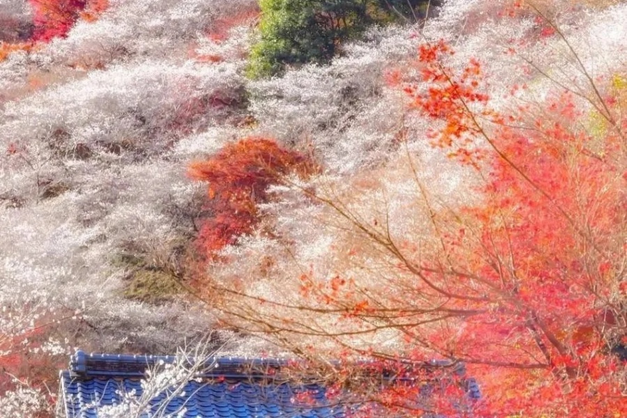 202511051016-7098712300.jpg 小原四级樱 (3).jpg