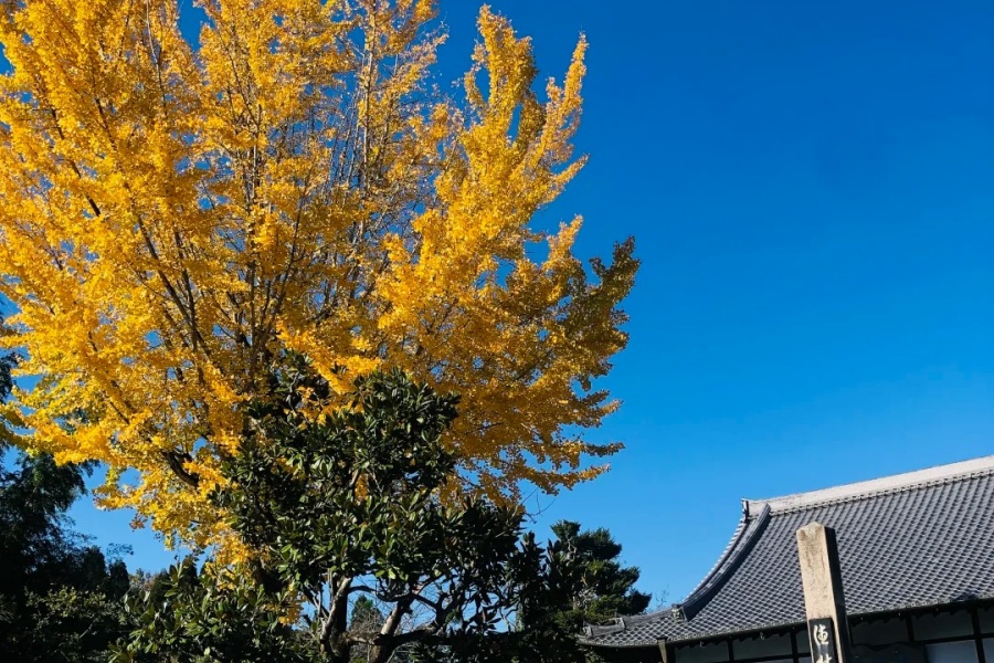 202511051016-8407743098.jpg 虎永 (3).jpg