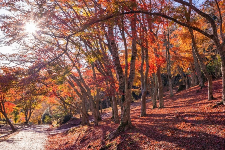 202511051022-6512611155.jpg 修善寺自然公园1.jpg