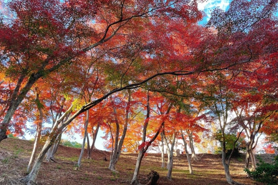 202511051037-4088078213.jpg 修善寺自然公园红叶林🍁_8_丁丁kanei_来自小红书网页版.jpg