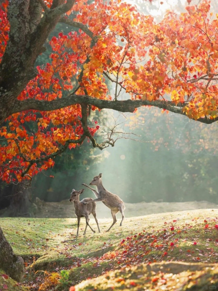 202511061417-8942853266.jpg 建议收藏‼️看完奈良的红叶再离开日本🍁_3_大阪案内_来自小红书网页版.jpg