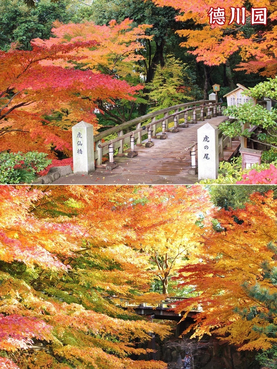 202511061453-2748565873.jpg 爱知枫叶节|红得刚刚好的一场秋日浪漫_7_名古屋中部国际机场_来自小红书网页版.jpg