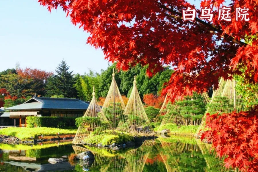 202511061454-3403854079.jpg 爱知枫叶节|红得刚刚好的一场秋日浪漫_10_名古屋中部国际机场_来自小红书网页版.jpg