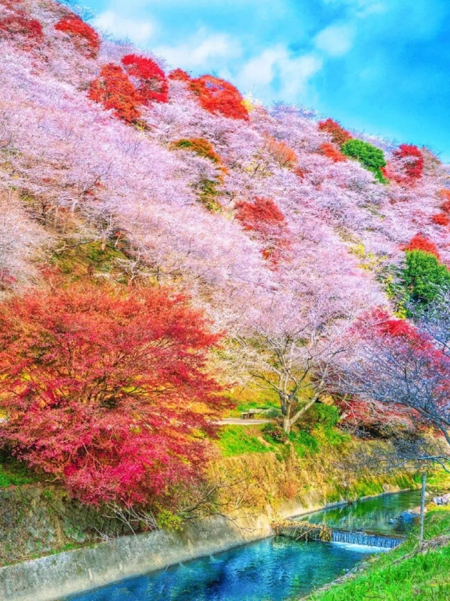 202511061504-3064617034.jpg 赏枫🍁+赏樱→2025小原四季樱🌸节_1_Yuki日本旅行手账_来自小红书网页版.jpg