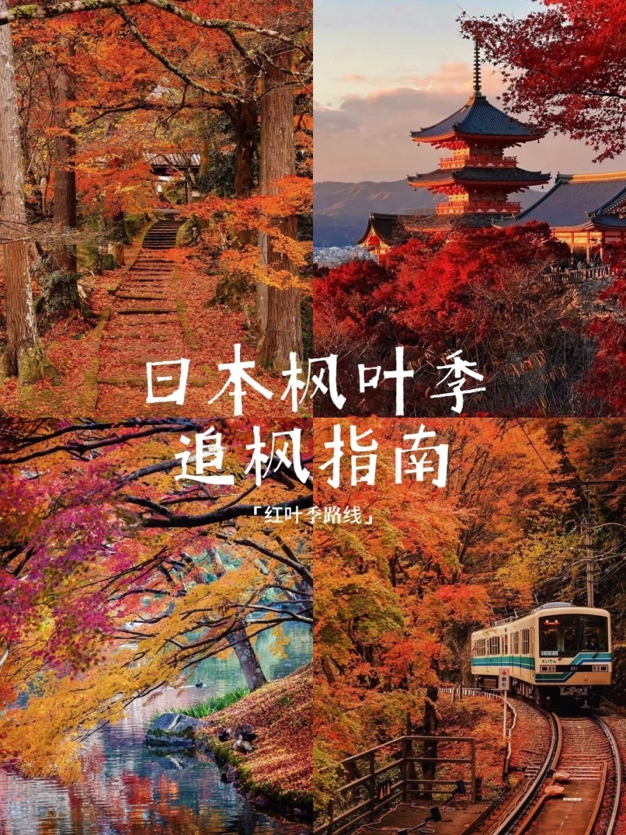 202511061521-6863268438.jpg 一定要在枫叶季去趟日本🍁_1_派兔在杭州_来自小红书网页版.jpg