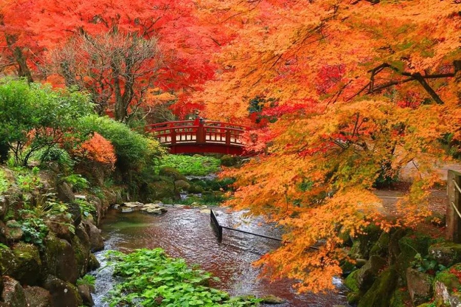 202511061527-2706583197.jpg 修善寺虹之鄉.jpg