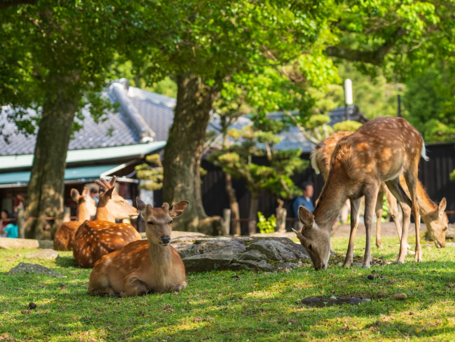 202511061536-8083577204.png 奈良公园.png