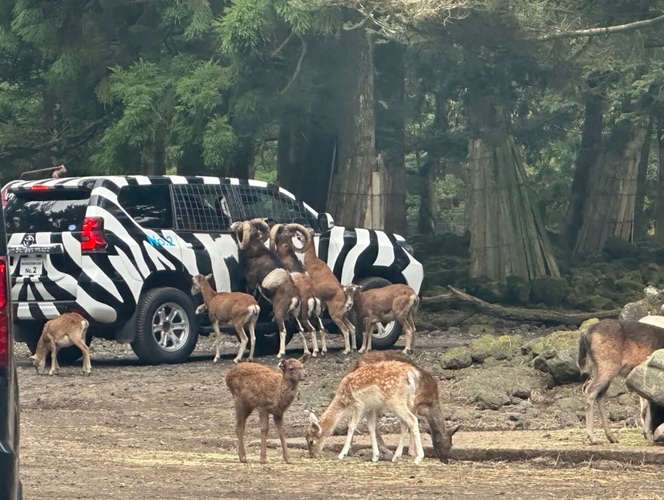 202511061632-3692353697.png 富士野生動物園.png