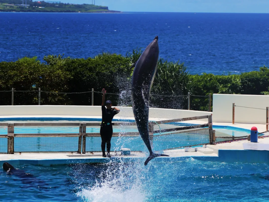 202511061716-5170547591.png 沖縄美ら海水族館.png