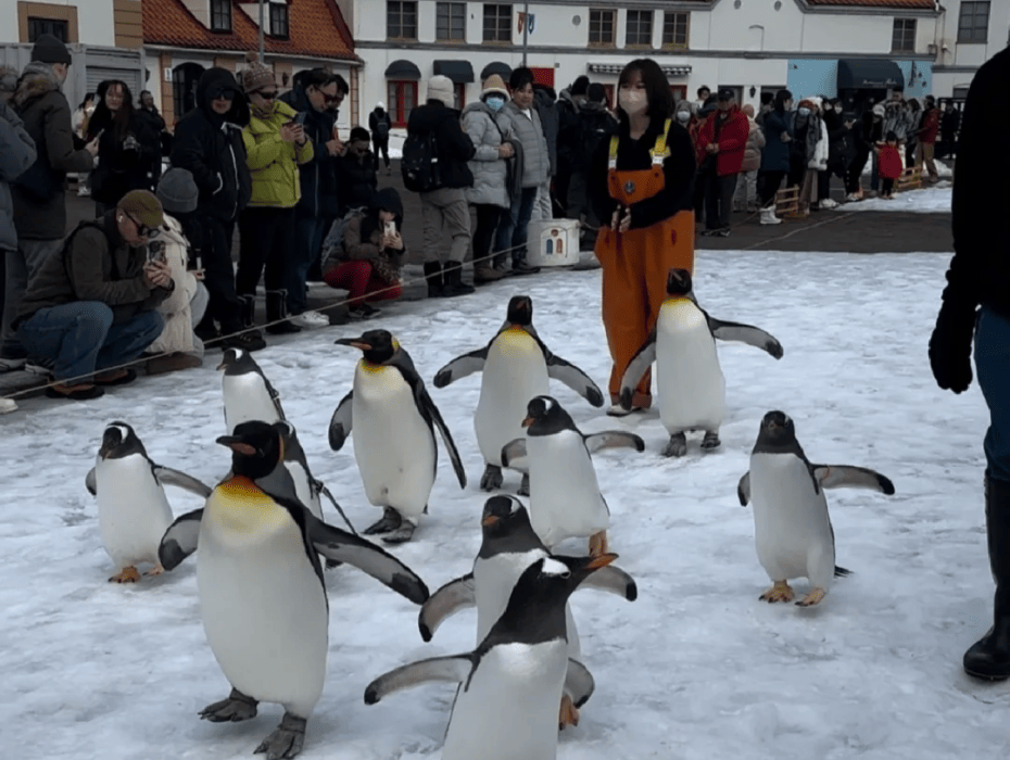 202511061718-7791731663.png 登別マリンパークニクス.png