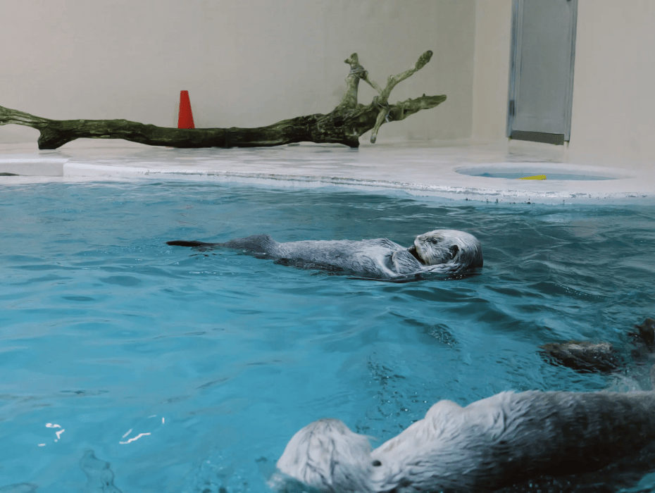 202511061718-8129785602.png 鳥羽水族館.png