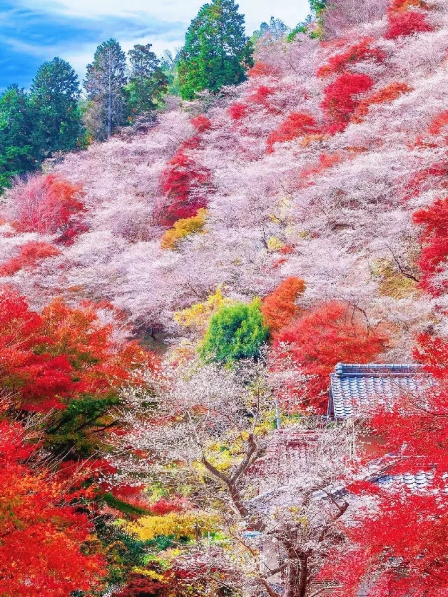 202511101635-6233784021.jpg 赏枫🍁+赏樱→2025小原四季樱🌸节_5_Yuki日本旅行手账_来自小红书网页版.jpg