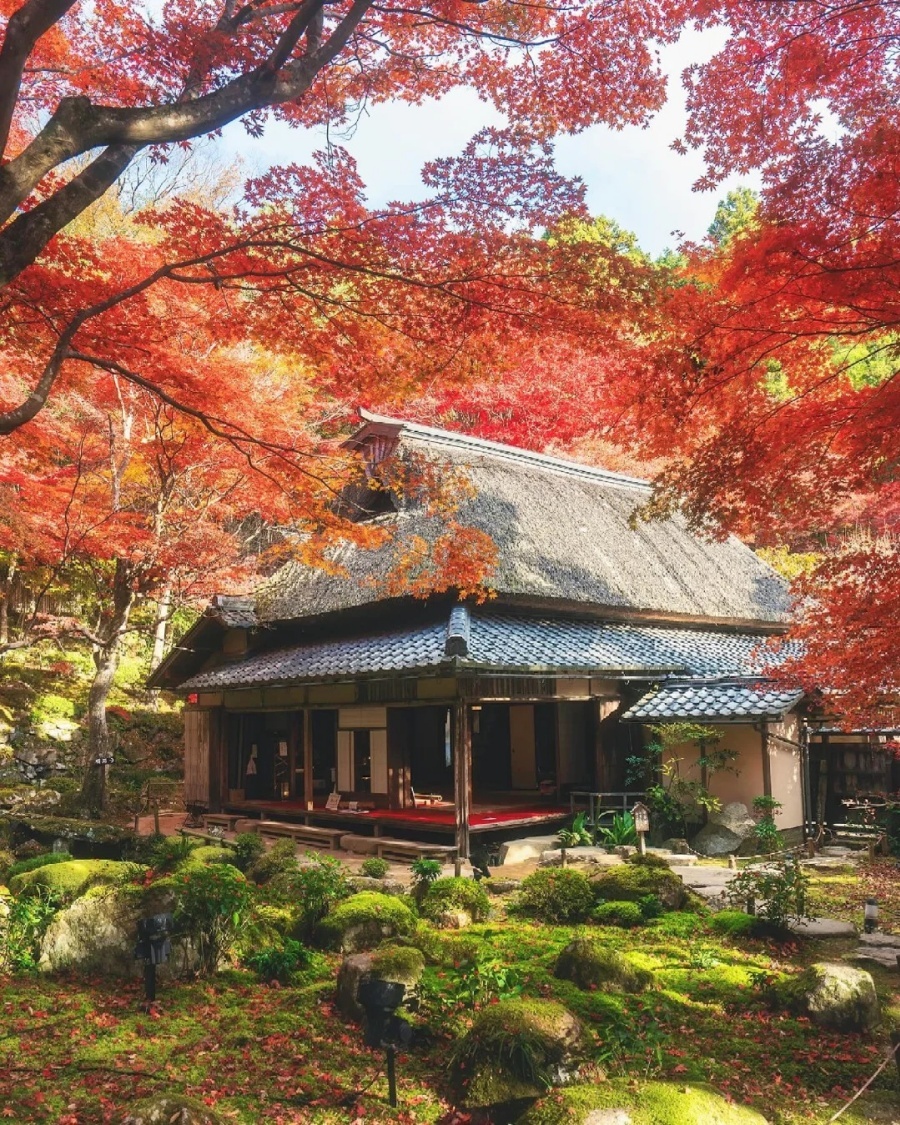 202511101702-1686054823.jpg 🍁滋贺·教林坊|苔与红叶之间的秘境_1_旅行自由派_来自小红书网页版.jpg