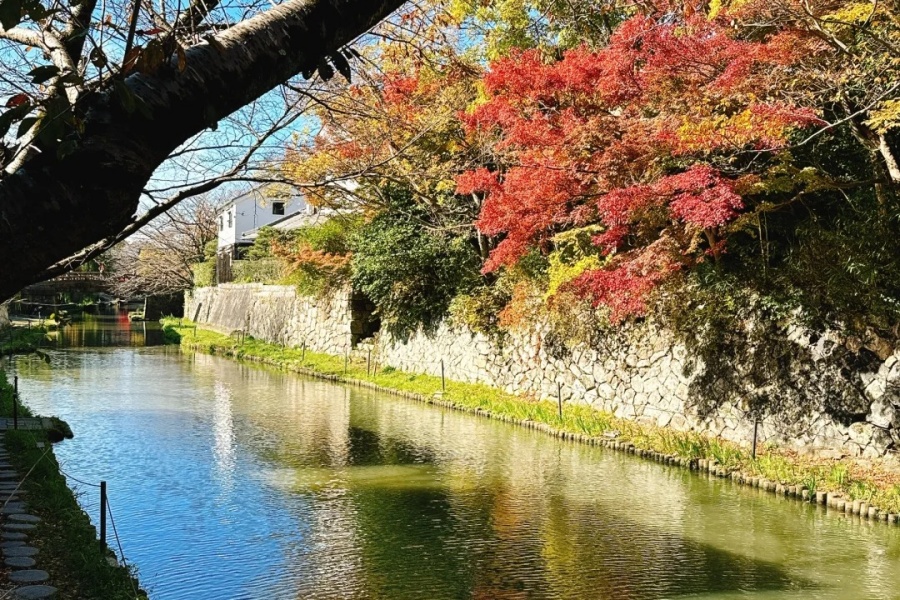 202511101702-5134552074.jpg 红叶季的八幡堀,美的好似江南水乡_3_顾译笑啐小地瓜_来自小红书网页版.jpg