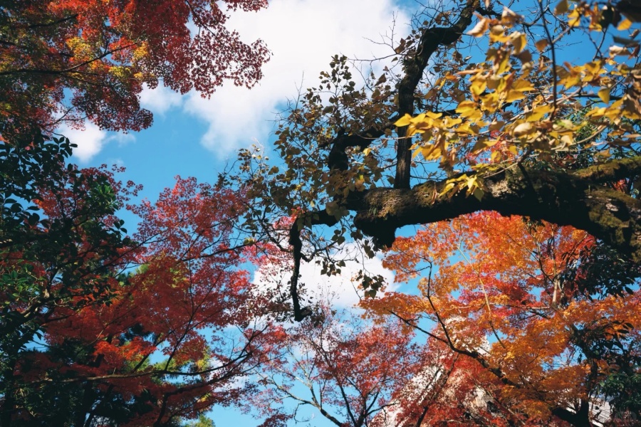 谁知道这是京都哪里的红叶？_2_几川三川（京都📸）_来自小红书网页版.jpg