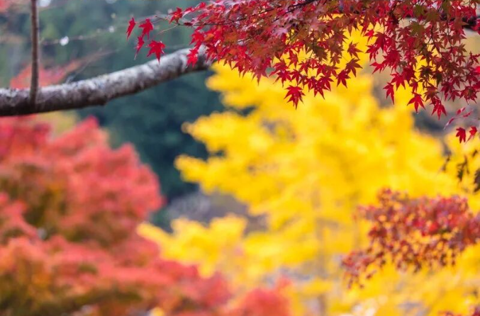 202511170919-7537597777.png image.png