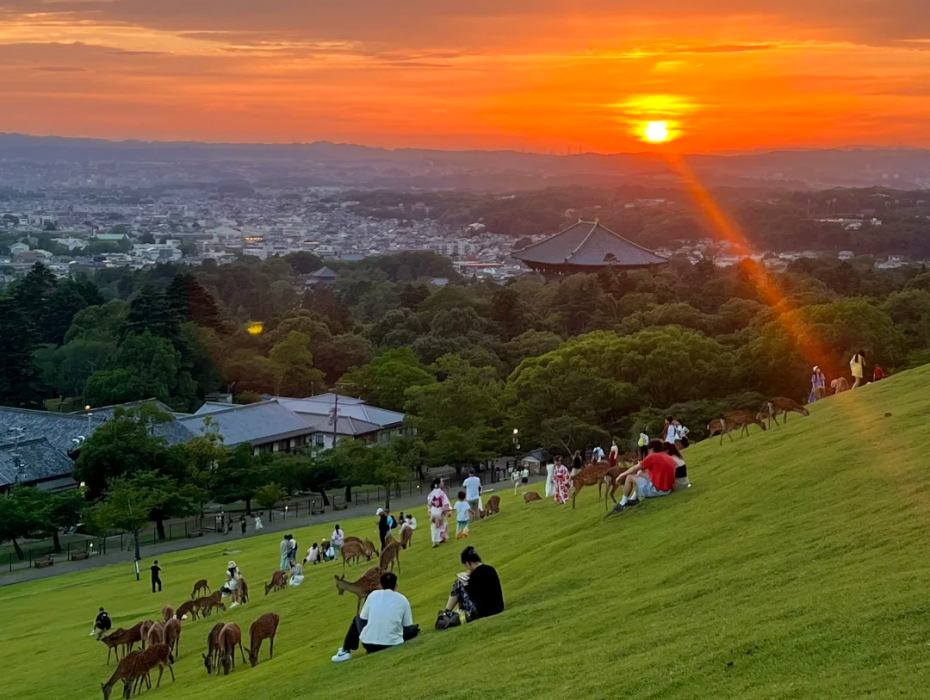 202511171139-8364637193.png 若草山.png