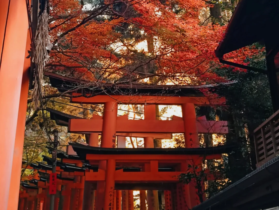 202511171153-9576575090.png 伏見稻荷紅葉區.png