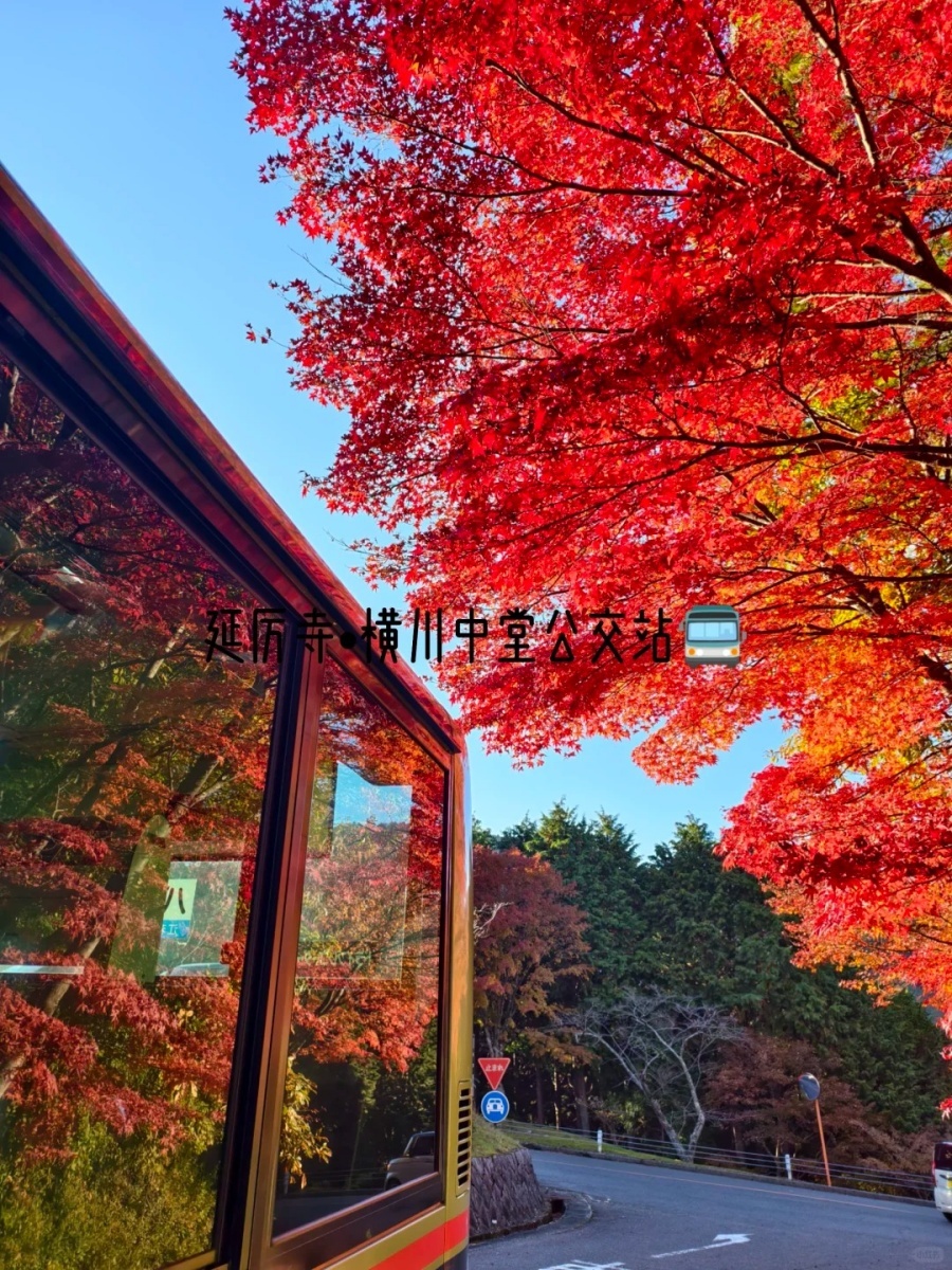 202511171456-5161802577.jpg 京都 11.15|卡皮巴拉的红叶观测 live直出_16_卡皮巴拉in京都_来自小红书网页版.jpg