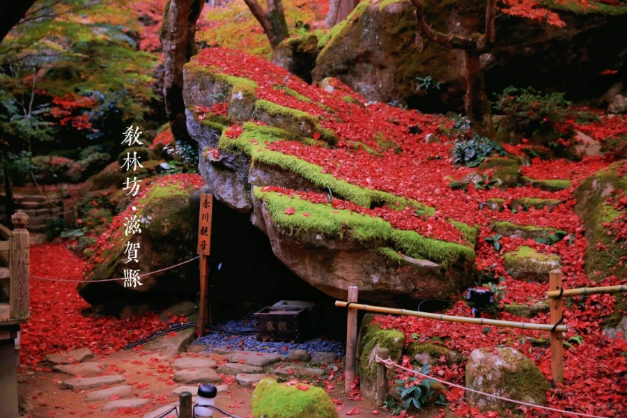 202511171554-4260597243.jpg 什么地方值得两天去三次?_6_专吃小包包_来自小红书网页版.jpg