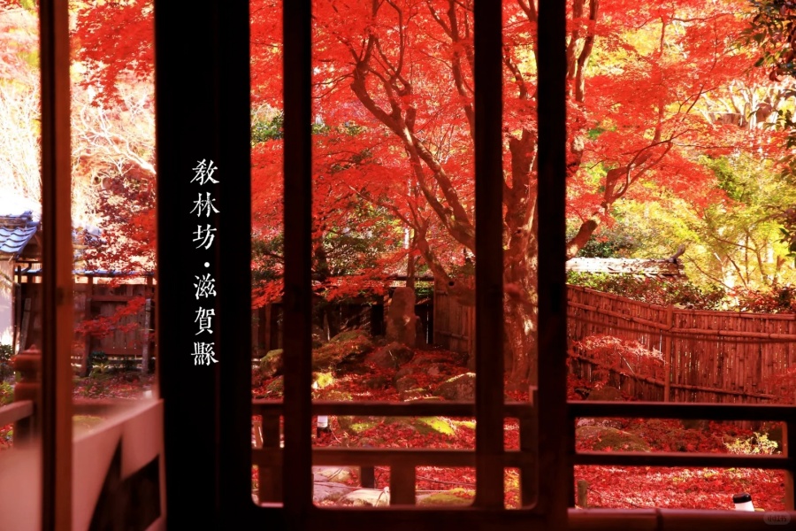 202511171554-8103158765.jpg 什么地方值得两天去三次?_5_专吃小包包_来自小红书网页版.jpg