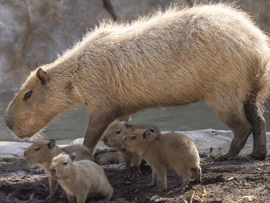 202511171651-7273286660.png 企业微信截图_1763368195118.png