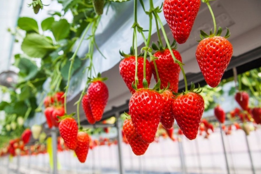 202511201420-5341021717.jpg イチゴ.jpg