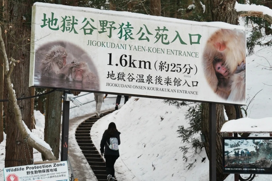长野·地狱谷野猿公苑｜沉浸式观看猴子泡温泉_13_ITSUKI_来自小红书网页版.jpg