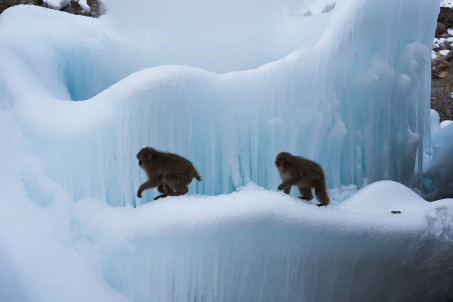 冰天雪地泡温泉的猴子…过着提前退休的生活_5_AirUkiyo.photo_来自小红书网页版.jpg