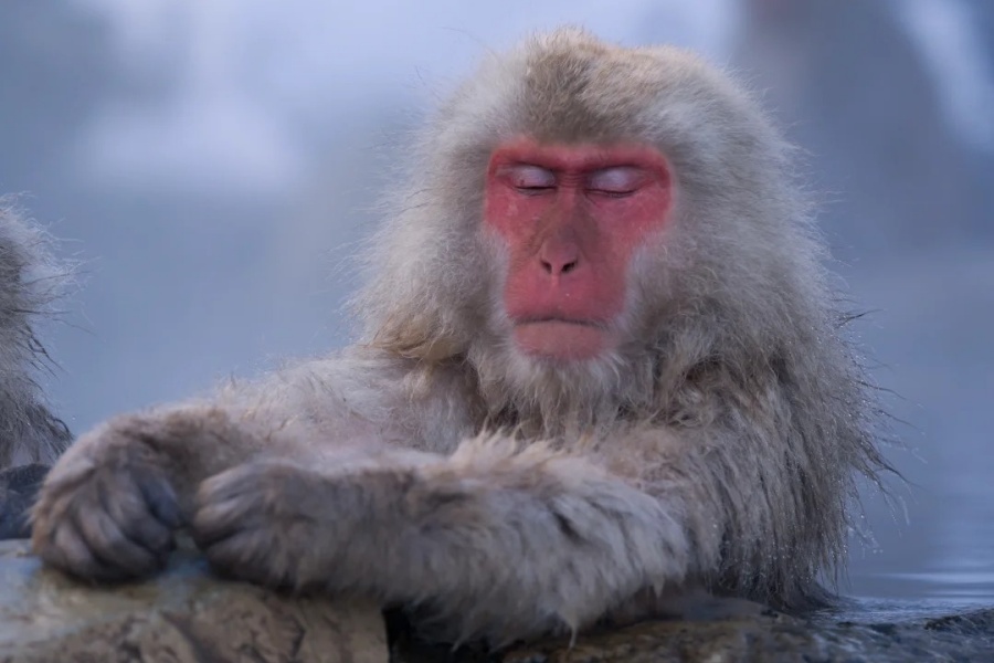 冰天雪地泡温泉的猴子…过着提前退休的生活_2_AirUkiyo.photo_来自小红书网页版.jpg