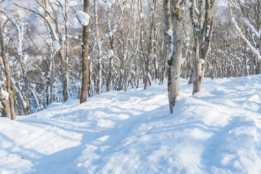 202511241655-6600053678.jpg course_treerun_zone.jpg