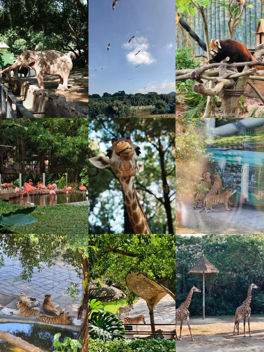 202511251418-7482540437.jpg 深圳动物园亲子游攻略🐼100+的年卡值了_4_小葡萄麻麻🐰_来自小红书网页版.jpg