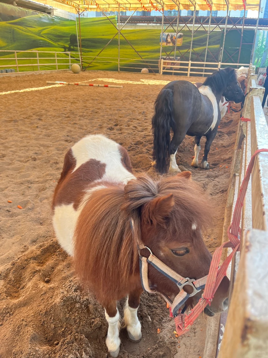 202511251419-2294348154.jpg 【深圳野生动物园】一日游玩😎_6_小猪佩琦_来自小红书网页版.jpg