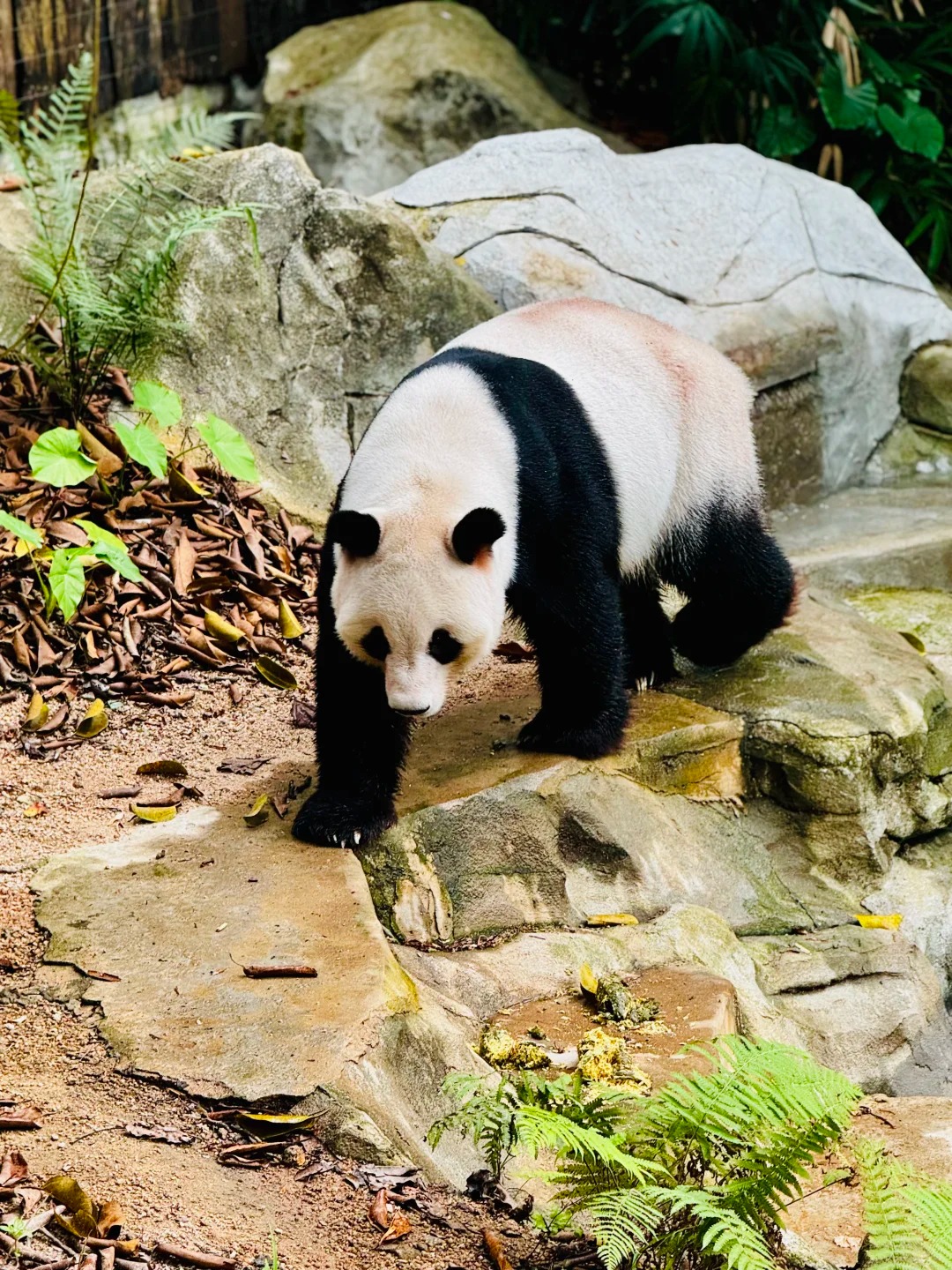 202511251419-4866660494.jpg 深圳旅游|深圳的野生动物园不能被低估呀_1_Troy菜潘_来自小红书网页版.jpg