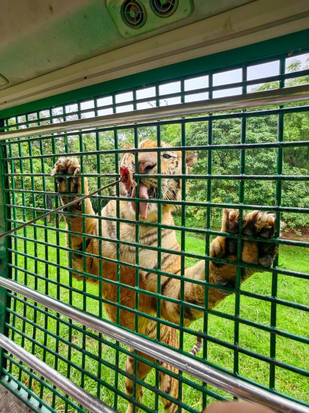 202511251419-5768046326.jpg 原来喂老虎是这样的体验‼️_2_mamaYvonne_来自小红书网页版.jpg