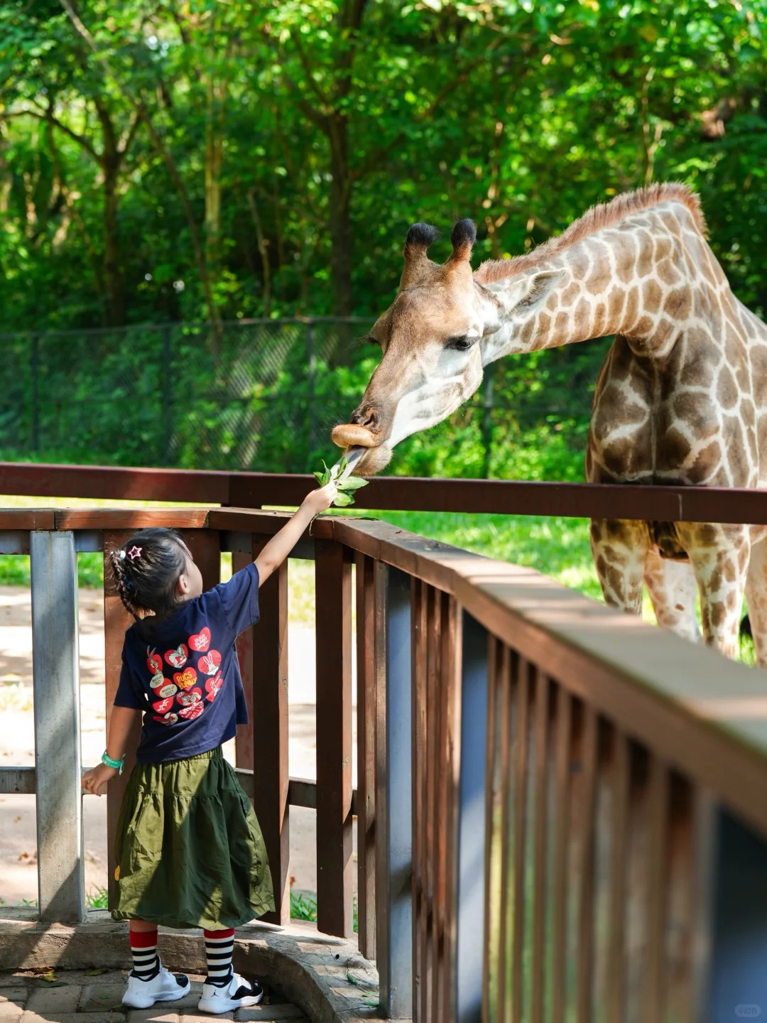 202511251419-8904284887.jpg 深圳动物园|超详细带娃攻略!看这一篇就够啦_3_吴六日_来自小红书网页版.jpg