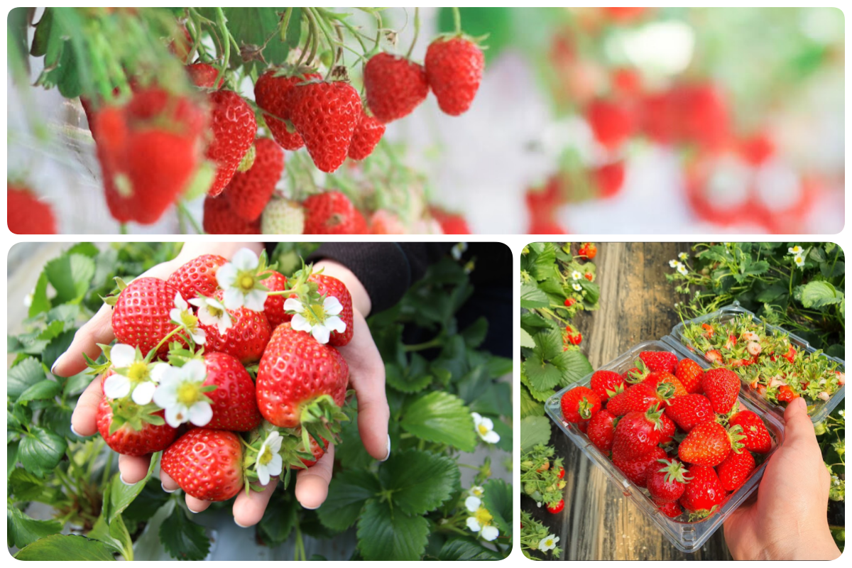 202511261135-4150094673.png 111.png