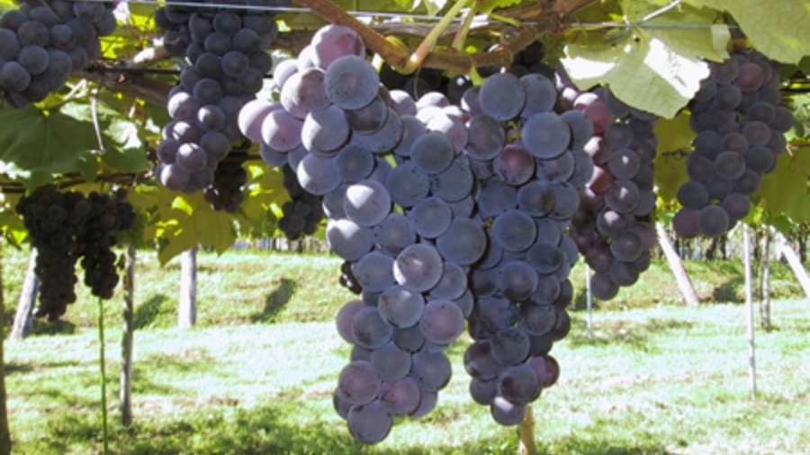 202511271530-5170728344.jpeg DM_20251127152202_016.JPEG