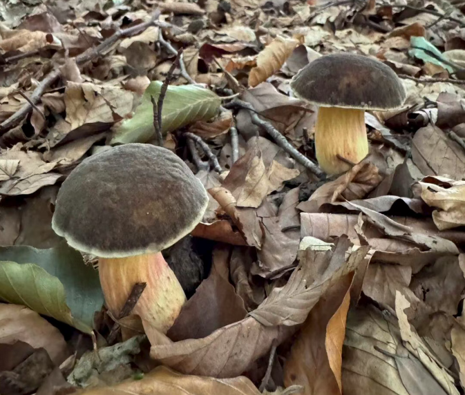 202511281010-4991829448.png image.png