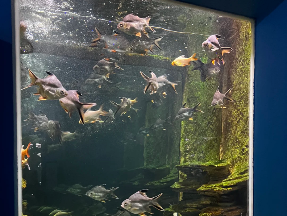 202511281433-9917003186.png 龍玥城奇趣海洋歡樂城2.png