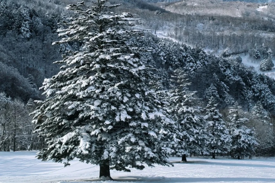 202512011548-1256459924.jpg 🏂⛷_¦_长野县志贺高原滑雪场(中央区)_1_土土土_-_TTT_-_222_来自小红书网页版.jpg