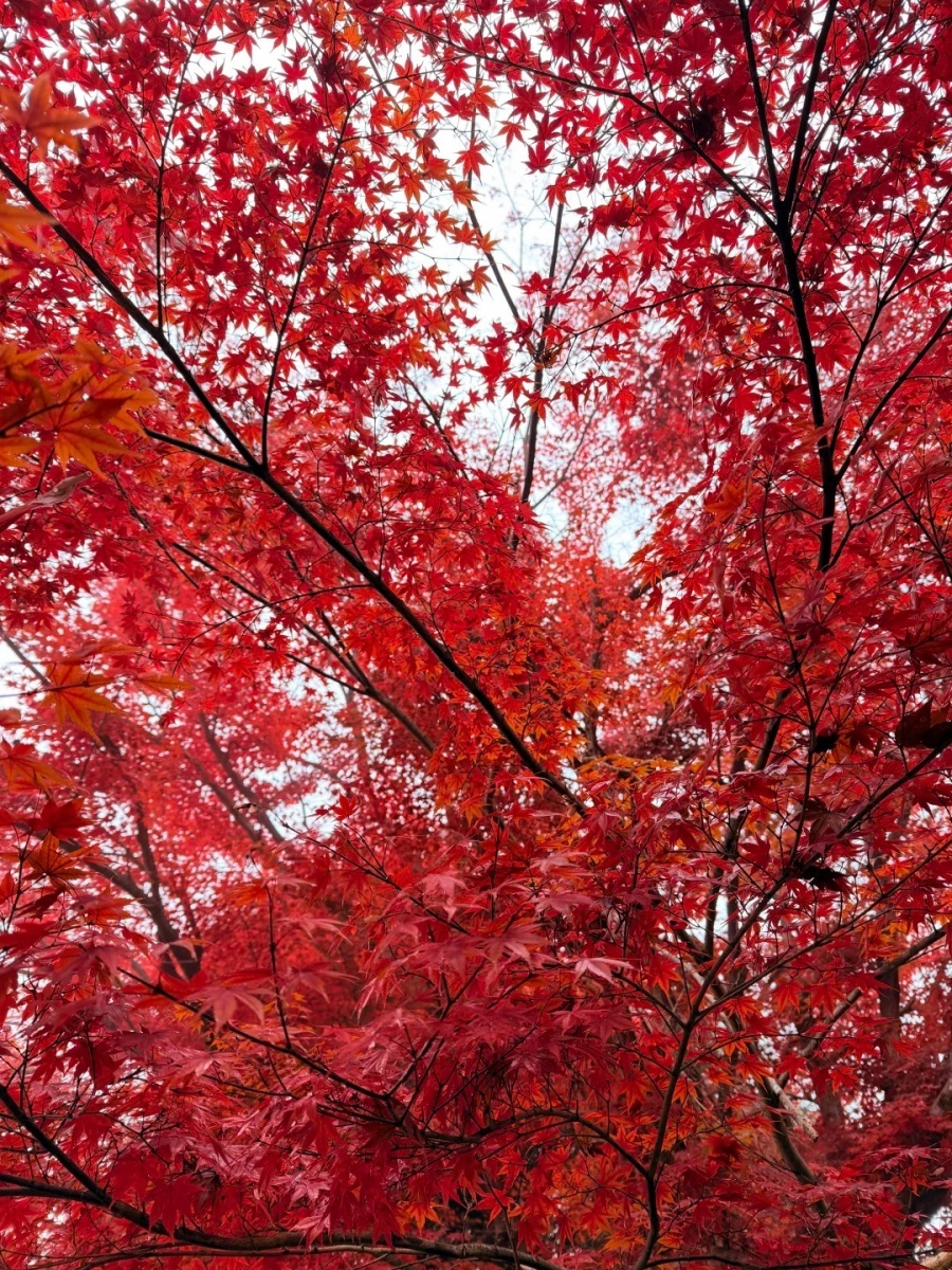 202512031000-4362455654.jpg 🍁京都🚞我的岚山小火车「逆向赏枫」路线_11_JJ靖_来自小红书网页版.jpg