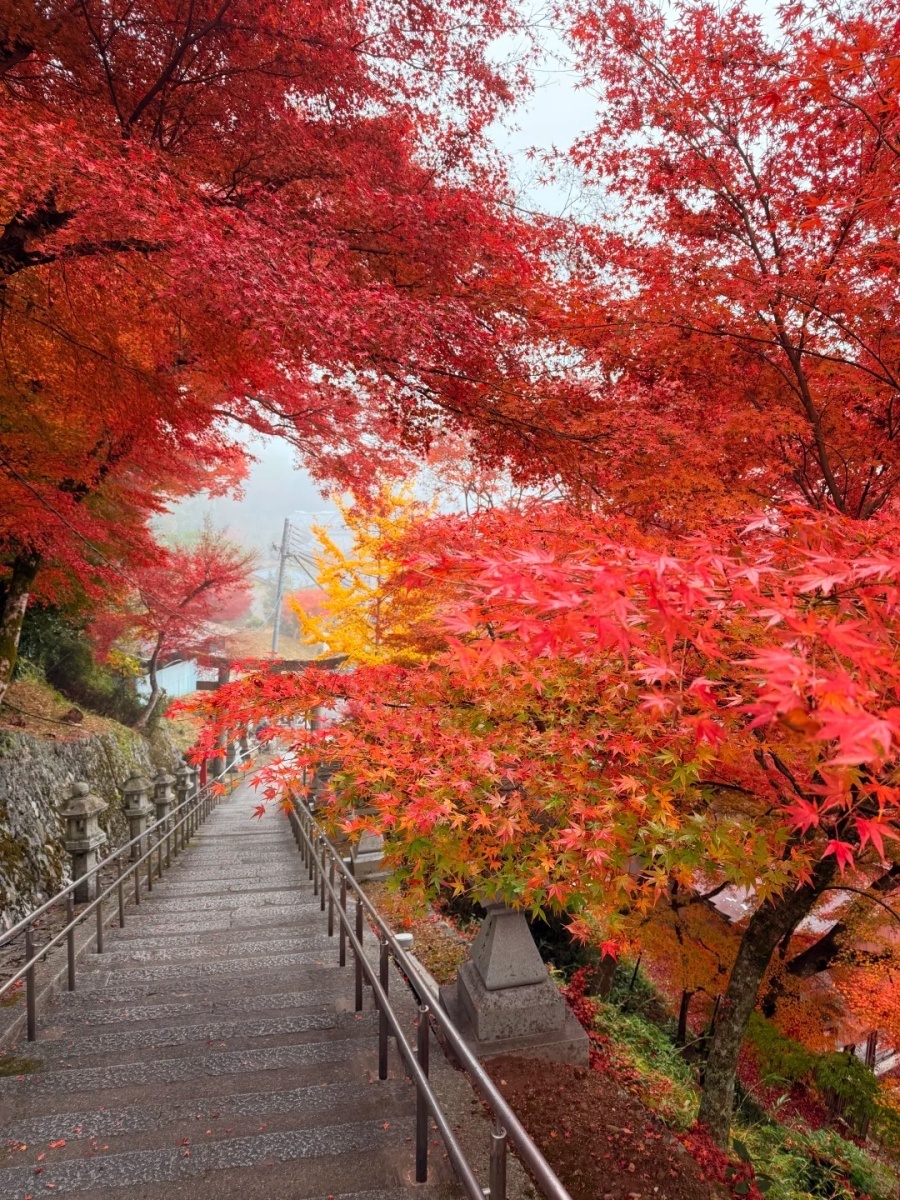 202512031001-2128241011.jpg 🍁京都🚞我的岚山小火车「逆向赏枫」路线_8_JJ靖_来自小红书网页版.jpg