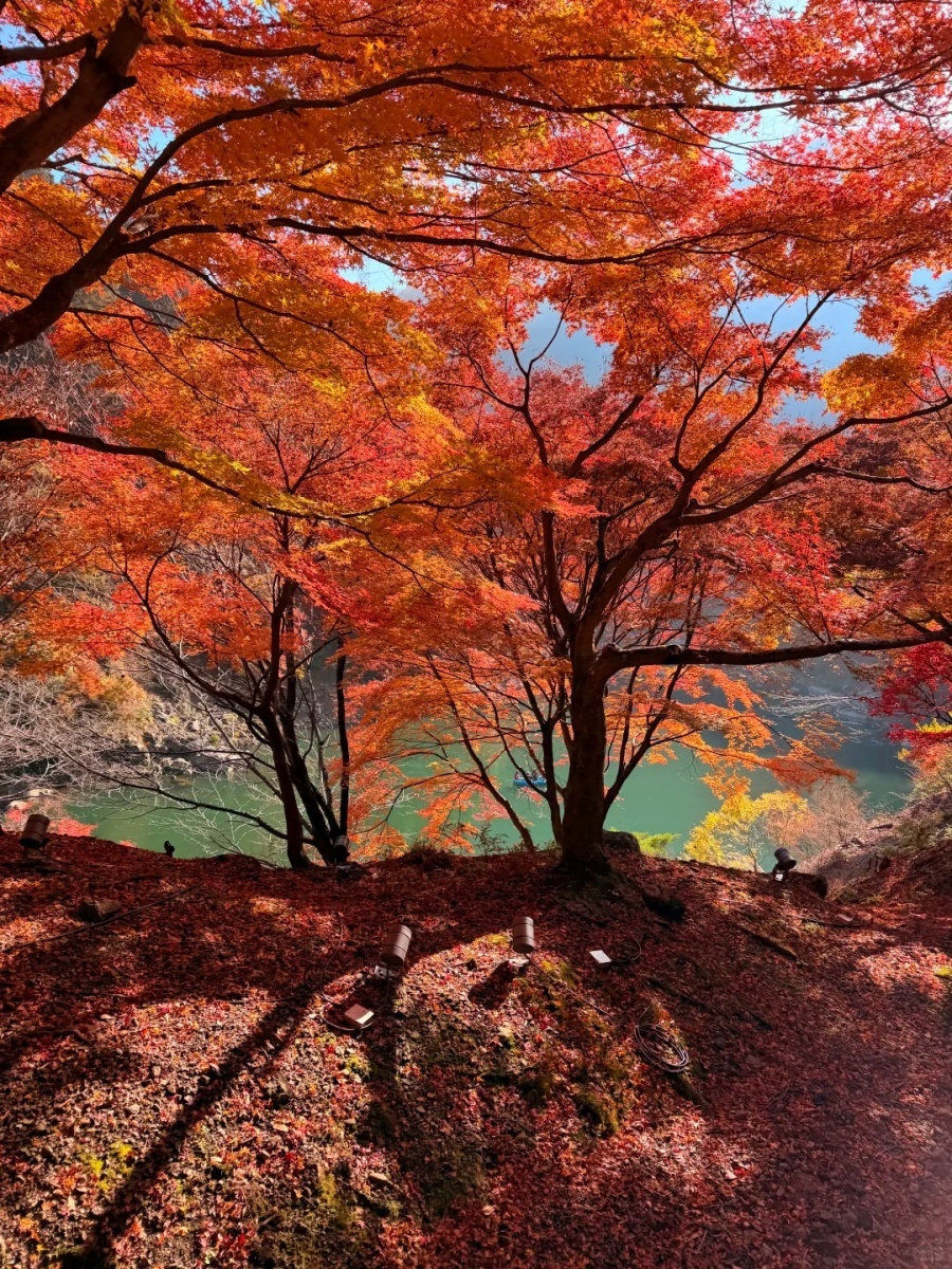 202512031001-2921490616.jpg 🍁京都🚞我的岚山小火车「逆向赏枫」路线_15_JJ靖_来自小红书网页版.jpg