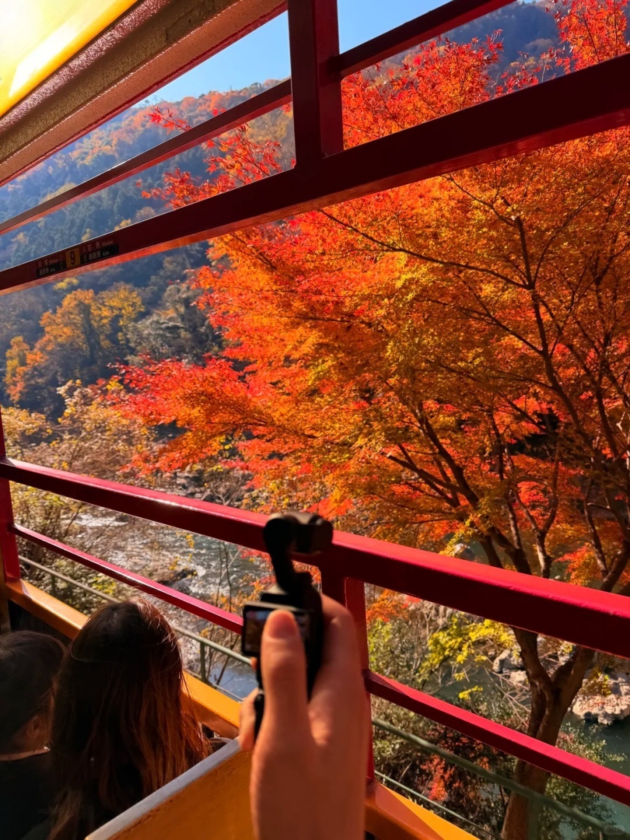 202512031001-8465693647.jpg 🍁京都🚞我的岚山小火车「逆向赏枫」路线_18_JJ靖_来自小红书网页版.jpg